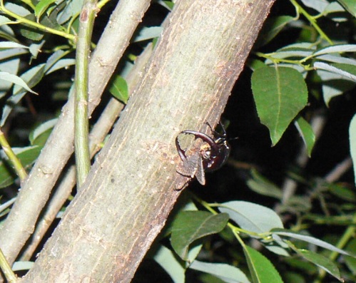 川縁のヤナギ(左)_ノコギリクワガタ大歯型♂ _2021年5月26日19時45分頃 23度